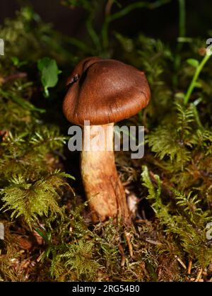 Die hochgiftige, tödliche Webcap Cortinarius rubellus in einem Wald Stockfoto