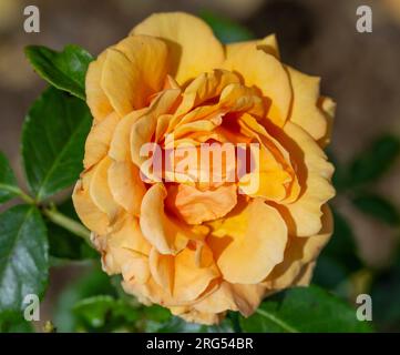 Rosa Simply the Best, Macamster, Blume Stockfoto