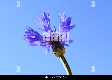 Centaurea cyanus Blue Corn Flower Nahaufnahme auf blauem Himmelshintergrund Stockfoto