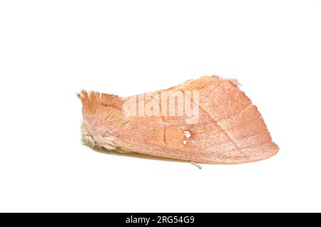Die raue, prominente Motte Nadata gibbosa auf weißem Hintergrund Stockfoto