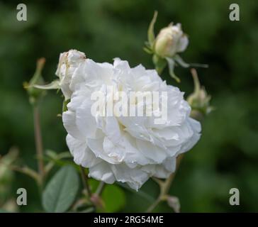 Rosa Susan Williams-Ellis, Blume Stockfoto