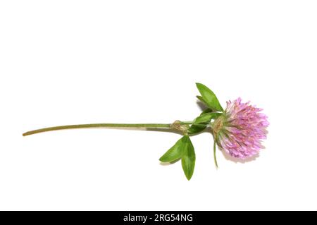 Rotklee Trifolium pratense auf weißem Hintergrund Stockfoto