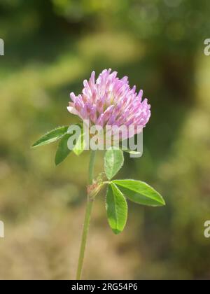 Rotklee Trifolium pratense Nahaufnahme einer rosa Blume Stockfoto