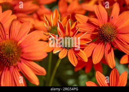 Echinacea Sombrero Adobe Orange, Balsomador, Blume Stockfoto