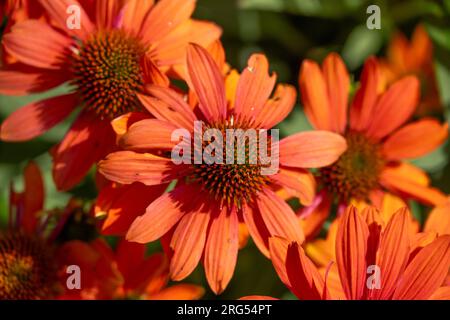 Echinacea Sombrero Adobe Orange, Balsomador, Blume Stockfoto