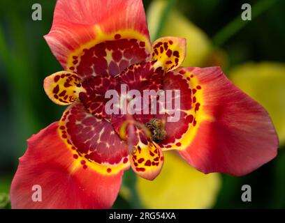 Tigridia pavonia, Speciosa, Pfauentiger Blume Stockfoto