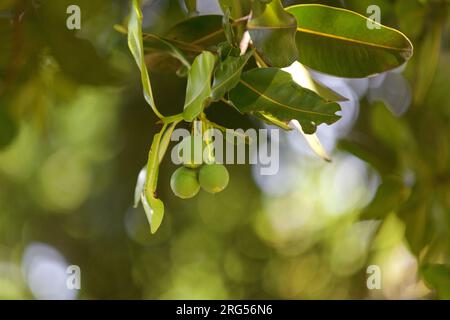 Calophyllum inophyllum ist ein großer immergrüner, gemeinhin Alexandrianischer Lorbeerbaum, Beach calophyllum, Beach touriga, Beautyleaf, Borneo-Mahogan Stockfoto