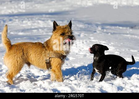 Hunde im Schnee. Die Rasse der Hunde ist ein Cairn Terrier und der kleine Hund ist eine Mischung aus einem Chihuahua und einem Miniatur Pinscher. Stockfoto