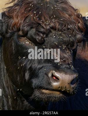 Galloway Rinder bei De Blauwe Kamer Wageningen Niederlande Stockfoto