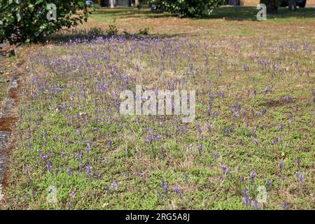 Herbstblumen von Squill am Straßenrand, einschließlich seltener weißer Formen. Hurst Park, West Molesey, Surrey, England. Stockfoto