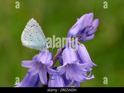 Holly Blue auf Bluebell-Blume. Molesey Reservoirs Nature Reserve, West Molesey, Surrey, England. Stockfoto