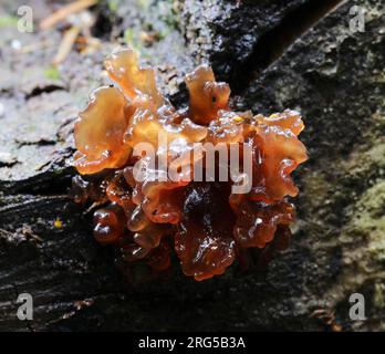 Tremella foliacea - Blatthirnpilz Stockfoto