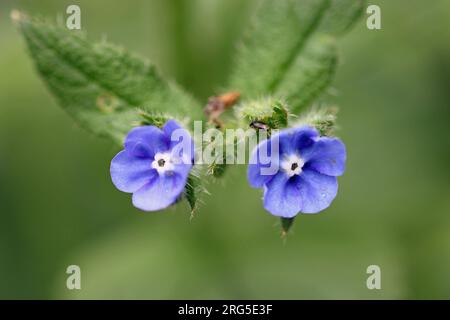 Grüner Alkanet, Pentaglottis sempervirens, blaue Blumen mit weißer Mitte in Nahaufnahme mit einem Hintern von verschwommenen Blättern. Stockfoto