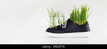 Junge Weizensprossen wachsen aus einem Sneaker, isoliert auf weißem Hintergrund Stockfoto