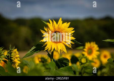 Ein Feld mit Sonnenblumen in Sussex im Sommer Stockfoto