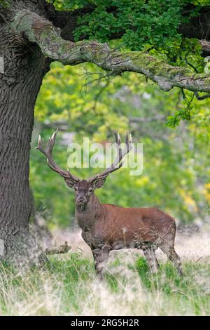 Rotwild (Cervus elaphus) Hirsch mit großen Geweihen, die im Herbst/Herbst im Wald unter einer Eiche stehen Stockfoto