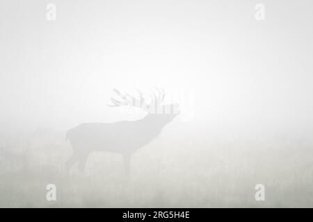 Rotwild (Cervus elaphus) Hirschsilhouette mit großen Geweihen, die in dickem Nebel am frühen Morgen auf der Wiese bei Sonnenaufgang während der Trommel im Herbst/Herbst brüllen Stockfoto