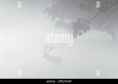 Rotwild (Cervus elaphus) Silhouette mit großen Geweihen unter Eiche in dickem Morgennebel auf der Wiese im Morgengrauen während des Herbstes Stockfoto