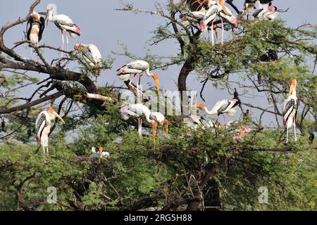 Gruppe von gemalten Storchen mit Nest auf dem Baum im Bharatpur Bird Sanctuary in Indien. Der gemalte Storch (Mycteria leucocephala) Stockfoto