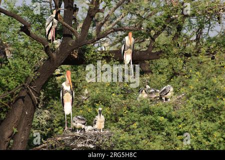 Gruppe von gemalten Storchen mit Nest auf dem Baum im Bharatpur Bird Sanctuary in Indien. Der gemalte Storch (Mycteria leucocephala) Stockfoto