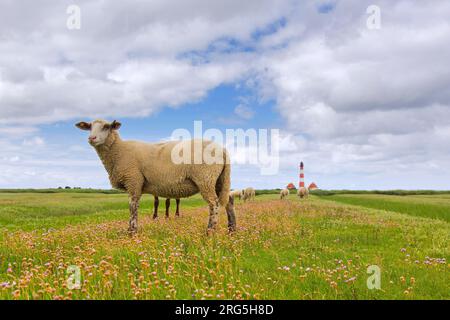 Weiße Schafe zwischen Lavendel und Leuchtturm Westerheversand bei Westerhever, Halbinsel Eiderstedt, Nationalpark Wadden Sea, Nordfriesien, Deutschland Stockfoto