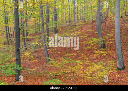 Unterwuchs und neue Triebe in Laubwäldern mit europäischen Buchen/gewöhnlichen Buchenbäumen (Fagus sylvatica) im Herbst/Herbst Stockfoto