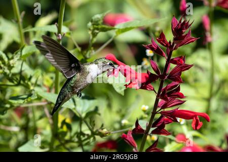 Nahaufnahme des rubinkehlenden Kolibri bei der Fluffutterung von Salvia in Kanada während der Sommerwanderung. Der wissenschaftliche Name ist Archilochus colubris Stockfoto