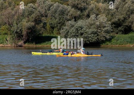 Serbien, 04. August 2023: Die Teilnehmer der TOUR INTERNATIONAL DANUBIEN (TID) Regatta (Quelle der Donau-Schwarzes Meer) passieren eine Etappe Veliko Selo Stockfoto