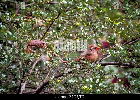 Der weibliche Northern Cardinal, der Cardinalis cardinalis und ein junger Bettler in einem Garten in Greenwich Village, New York City, NY, USA Stockfoto