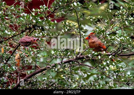 Der weibliche Northern Cardinal, der Cardinalis cardinalis und ein junger Bettler in einem Garten in Greenwich Village, New York City, NY, USA Stockfoto