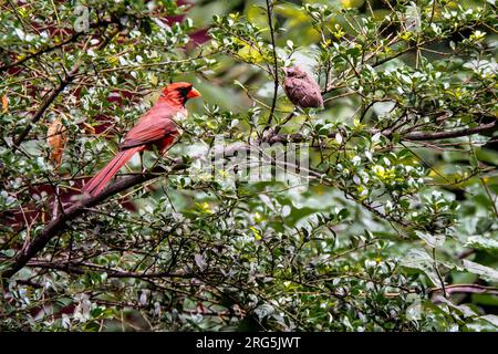 Männlicher Nordkardinal, Cardinalis cardinalis und ein Jungtier in einem Garten in Greenwich Village, New York City, NY, USA Stockfoto