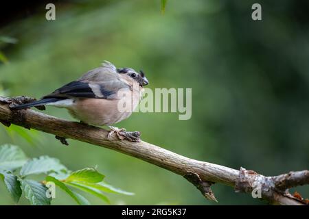 Erwachsenes weibliches eurasisches Bullfink (Pyrrhula pyrrhula), das im Sommer auf einem Zweig mit einem natürlichen grünen Laubhintergrund thront - Yorkshire, Großbritannien im August Stockfoto