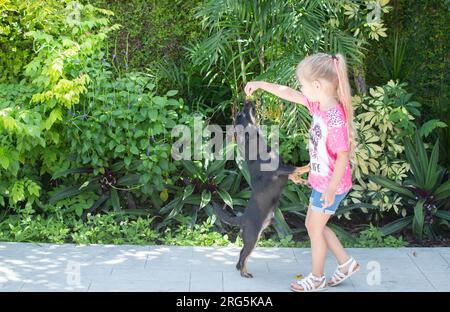 Das süße weiße Kind spielt mit einem Welpen. Hundetrainingkonzept. Hund macht Tricks. Hund steht auf seltenen Beinen Stockfoto