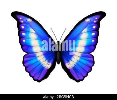Blauer tropischer Schmetterling. Morpho rhetenor helena. Realistische, lebendige und detaillierte Darstellung. Isoliert auf weiß. Südamerikanischer Schmetterling Stockfoto