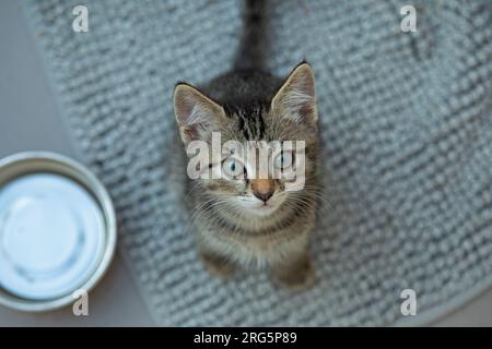 Neun Wochen altes Tabby Kätzchen, das in die Kamera schaut, Deutschland Stockfoto