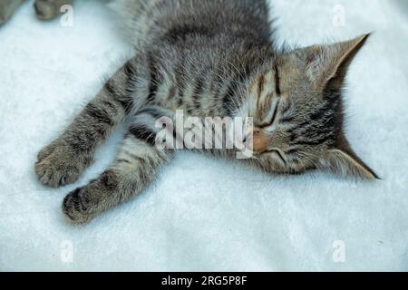 Neun Wochen altes Kätzchen schläft, Deutschland Stockfoto