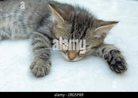 Neun Wochen altes Kätzchen schläft, Deutschland Stockfoto