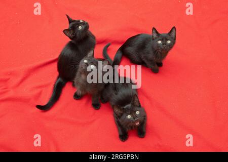 Vier neun Wochen alte schwarze Kätzchen, die auf einer Decke sitzen und in die Kamera schauen, Deutschland Stockfoto