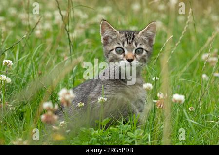 Neun Wochen altes Kätzchen im Gras, Deutschland Stockfoto