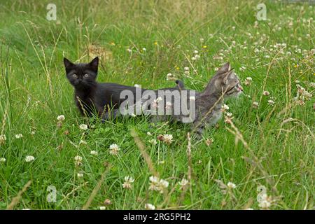 Zwei neun Wochen alte Kätzchen, die zusammen im Gras sitzen, Deutschland Stockfoto