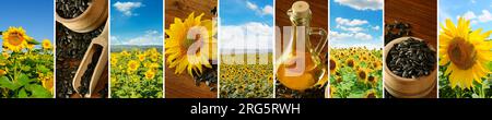 Panorama-Collage. Felder mit blühenden Sonnenblumen und blauem Himmel. Sonnenblumenkerne und Öl auf einem Holztisch. Breites Foto mit freiem Platz für Text. Stockfoto