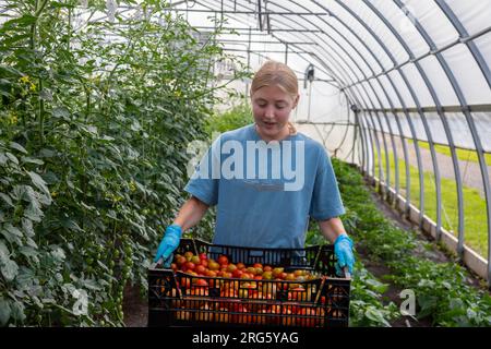 Ypsilanti, Michigan - Tomaten werden in einem Gewächshaus auf der Farm von Trinity Health geerntet. Der Bauernhof ist Teil eines wachsenden „Food as Medicine“-Konzepts. Stockfoto