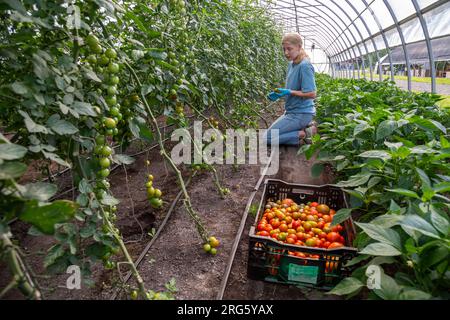 Ypsilanti, Michigan - Tomaten werden in einem Gewächshaus auf der Farm von Trinity Health geerntet. Der Bauernhof ist Teil eines wachsenden „Food as Medicine“-Konzepts. Stockfoto