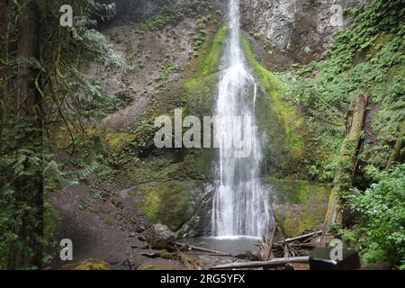 Foto der Marymere Falls im Olympic National Park Washington Stockfoto