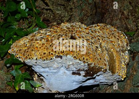 Pseudoinonotus dryadeus (Eichenhalterungen) ist ein Halterungspilz, der meist auf Eichen zu finden ist. Es weint eine bernsteinfarbene Flüssigkeit und verursacht Weißfäule. Stockfoto