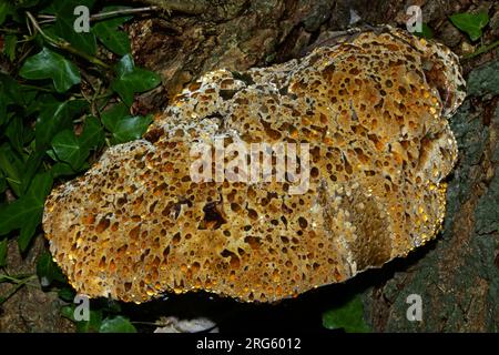 Pseudoinonotus dryadeus (Eichenhalterungen) ist ein Halterungspilz, der meist auf Eichen zu finden ist. Es weint eine bernsteinfarbene Flüssigkeit und verursacht Weißfäule. Stockfoto