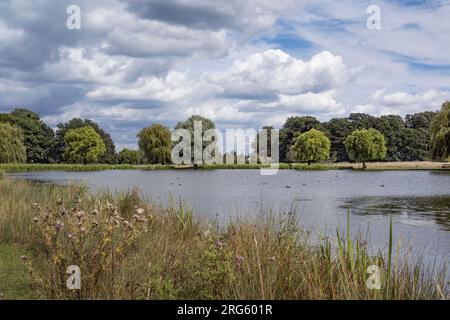 Trockener Tag im August nach den Regenfällen im Bushy Park Surrey UK Stockfoto