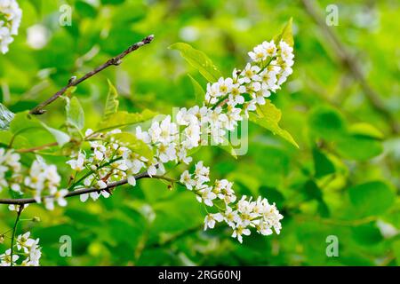 Bird Cherry (prunus padus), Nahaufnahme der Spikes weißer Blüten, die im Frühling auf dem Baum produziert wurden. Stockfoto