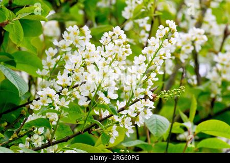 Bird Cherry (prunus padus), Nahaufnahme der Spikes weißer Blüten, die im Frühling auf dem Baum produziert wurden. Stockfoto