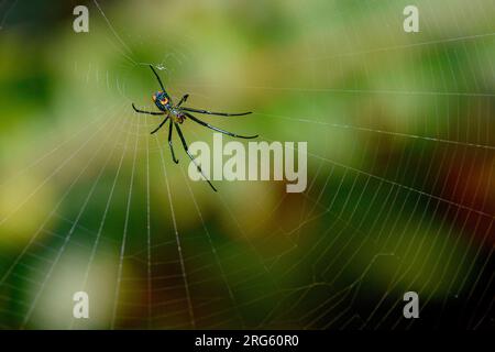 Mabels Obstgarnweber (Leucauge argyrobapta, ventraler Blick) aus Bosque de Paz, Costa Rica, Stockfoto